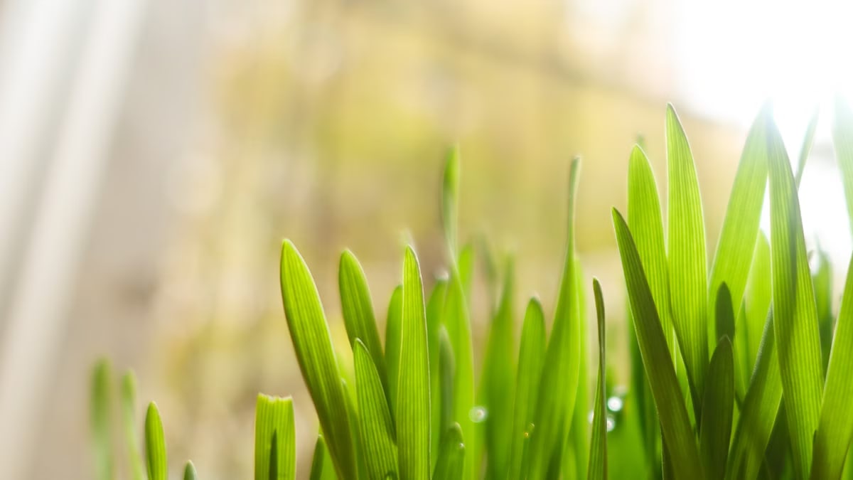 Vibrant green grass blades bathed in sunlight, showcasing fresh growth and vitality.